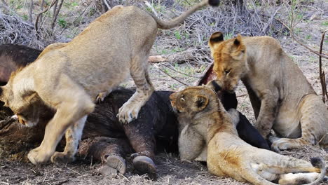 Leones-Juveniles-Alimentándose-De-Una-Matanza-De-Búfalos-Africanos