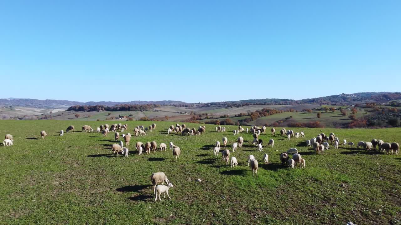 Sorvolo aereo di un gregge di pecore nelle colline del paesaggio toscano, Italia.