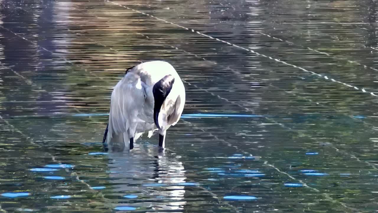 Slow-motion video showing ibises bathing on the rooftop pool of the Cook and Phillip Park Aquatic and Fitness Centre, in Sydney, Australia. The pool is an attraction in front of St. Mary's Cathedral