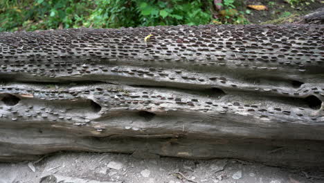 Old-and-new-coins-of-all-sizes-and-nations-hammered-into-a-fallen-wish-tree-in-St-Nectan's-Glen-near-Tintagel-in-northern-Cornwall