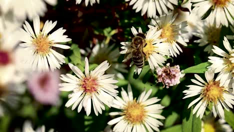 bee on flowers collecting pollen macro closeup-12