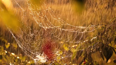 Rain-in-the-forest-at-sunset.-Cobwebs-in-small-drops-of-rain.