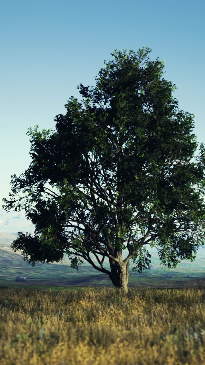 Maestoso albero solitario sotto un cielo azzurro terso in un sereno paesaggio rurale