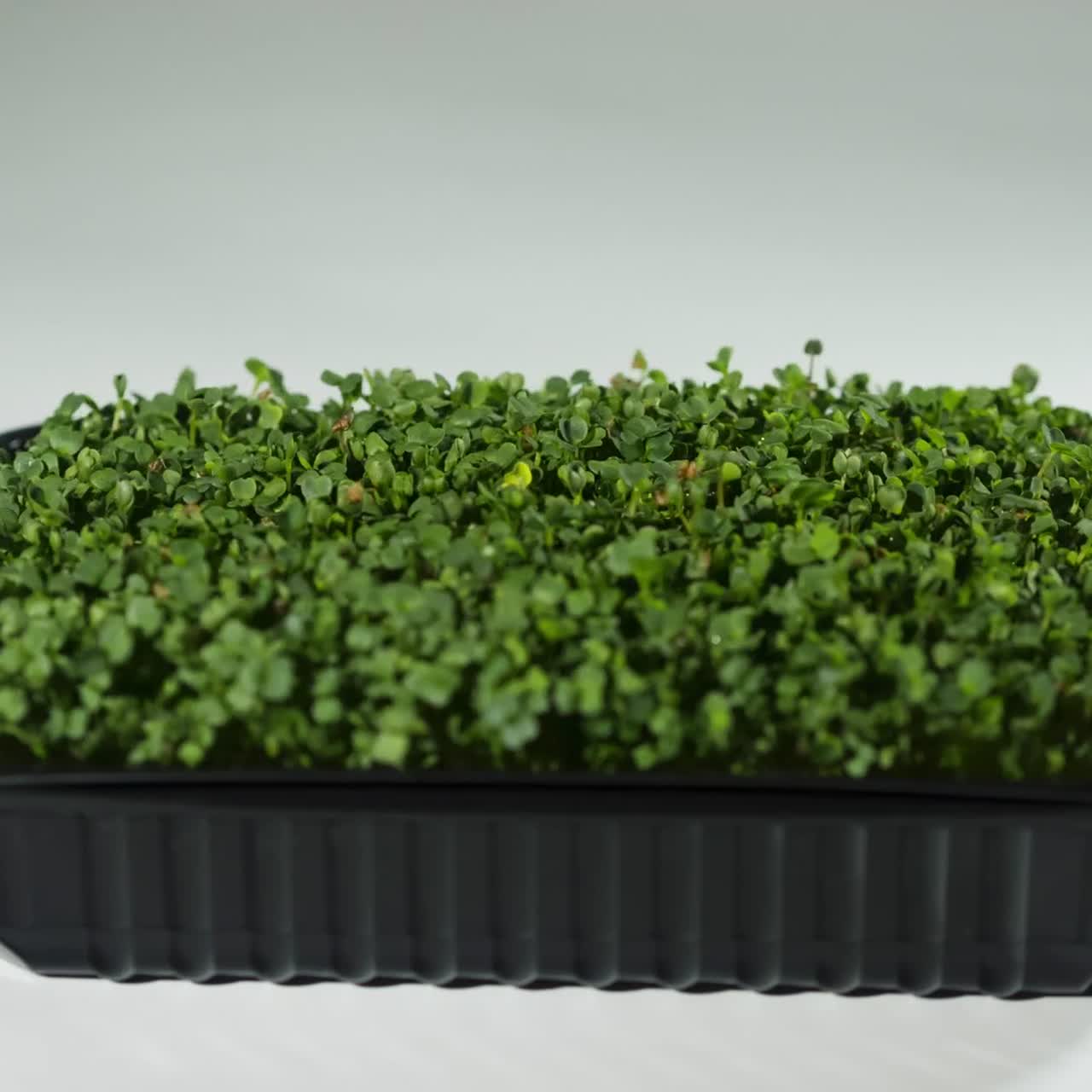 microgreen crece en un contenedor