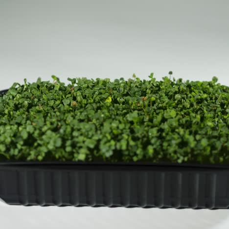 microgreen grows in a container