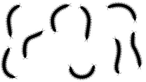 swarm of centipedes, cg animated silhouettes on white, seamless loop