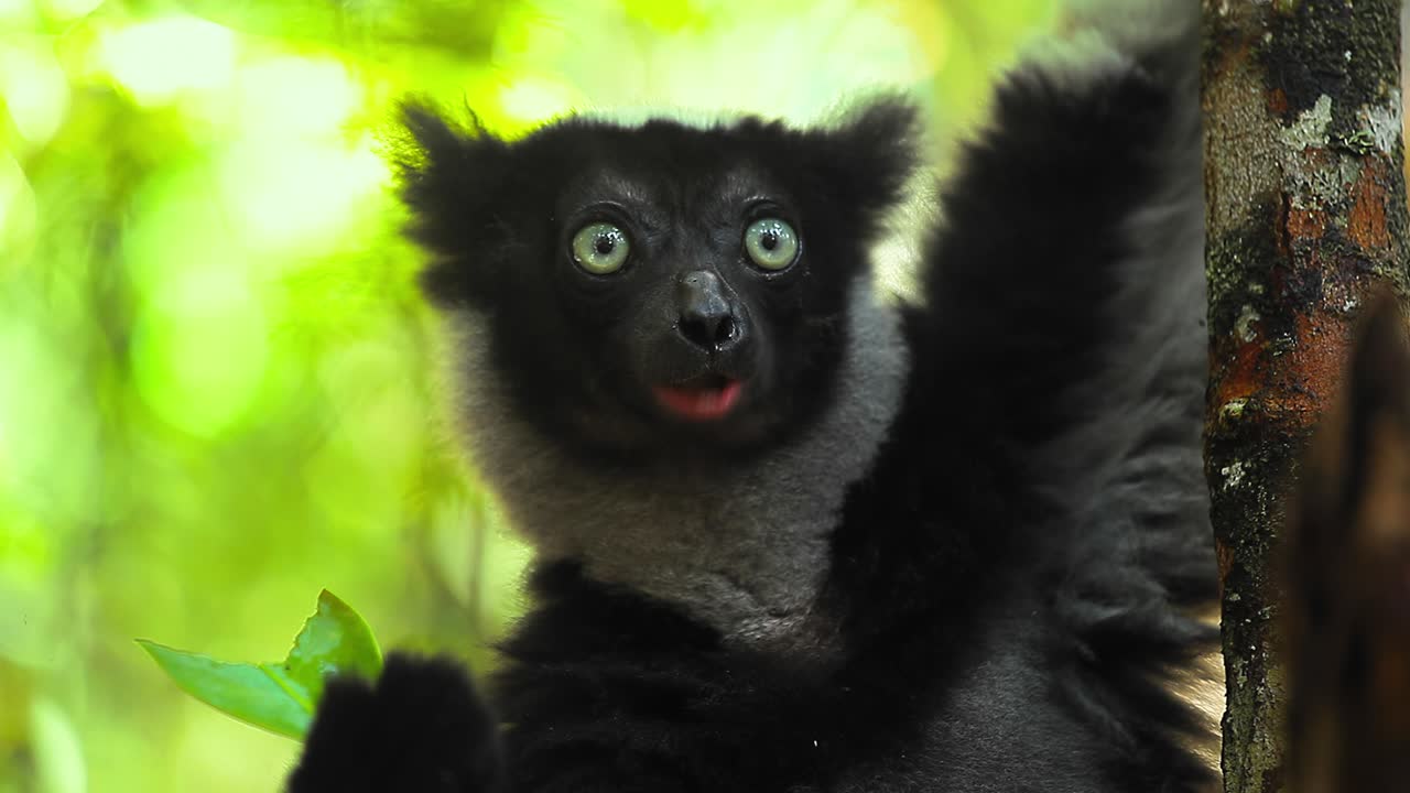 lemur come hoja, bucle. clip de bucle sin problemas del lemur indri comiendo la hoja en el hábitat natural en el bosque de madagascar