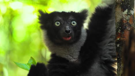 lemur eats leaf, loop. seamlessly loopable clip of the indri lemur eating the leaf in natural habitat in the forest of madagascar