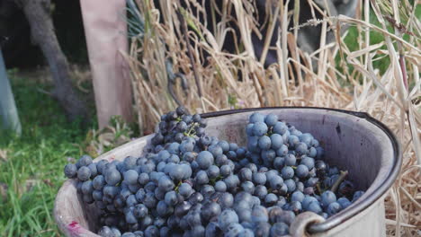 uvas rojas después de la cosecha de uvas en el cubo