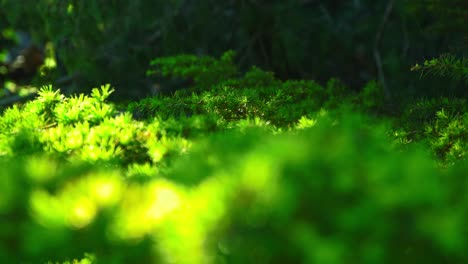 Naturaleza-árboles,-Flores,-Ramas,-Hermosas-Plantas-Verdosas-En-Pildammsparken-Malmö-Suecia