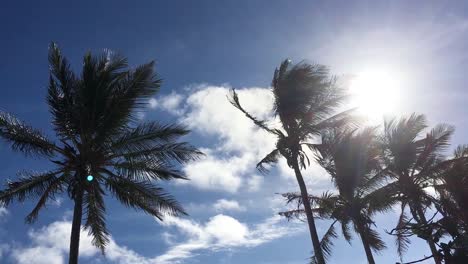 palm trees blowing in the wind