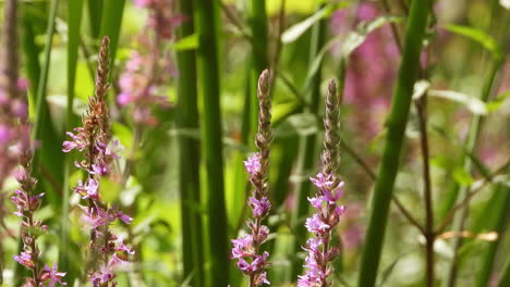 Maravillosa-Polilla-Colibrí-Flotante-Se-Alimenta-Del-Néctar-De-Una-Flor-En-Flor