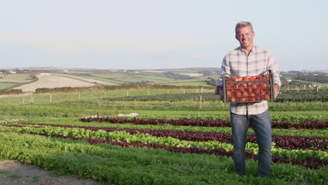 Bauer-Mit-Bio-Tomatenernte-Auf-Dem-Bauernhof,-Aufgenommen-Mit-Roter-Kamera