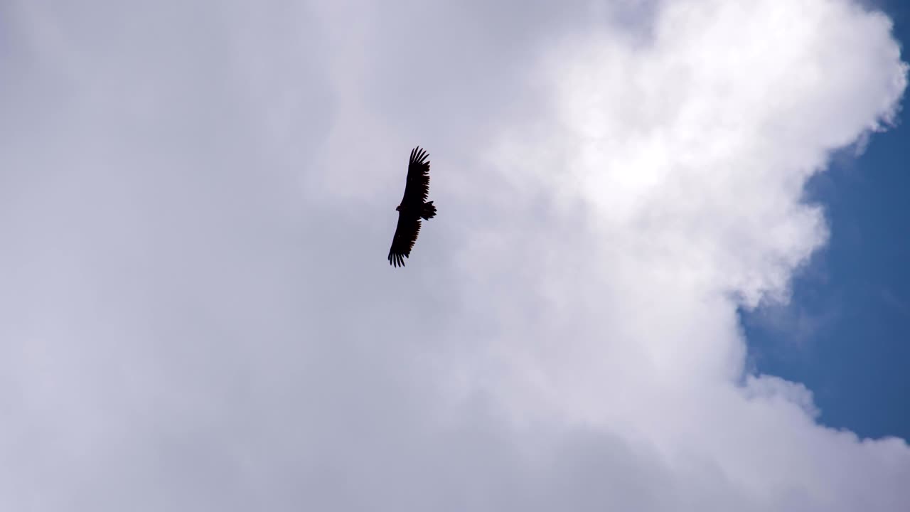 хищник плавает в небе