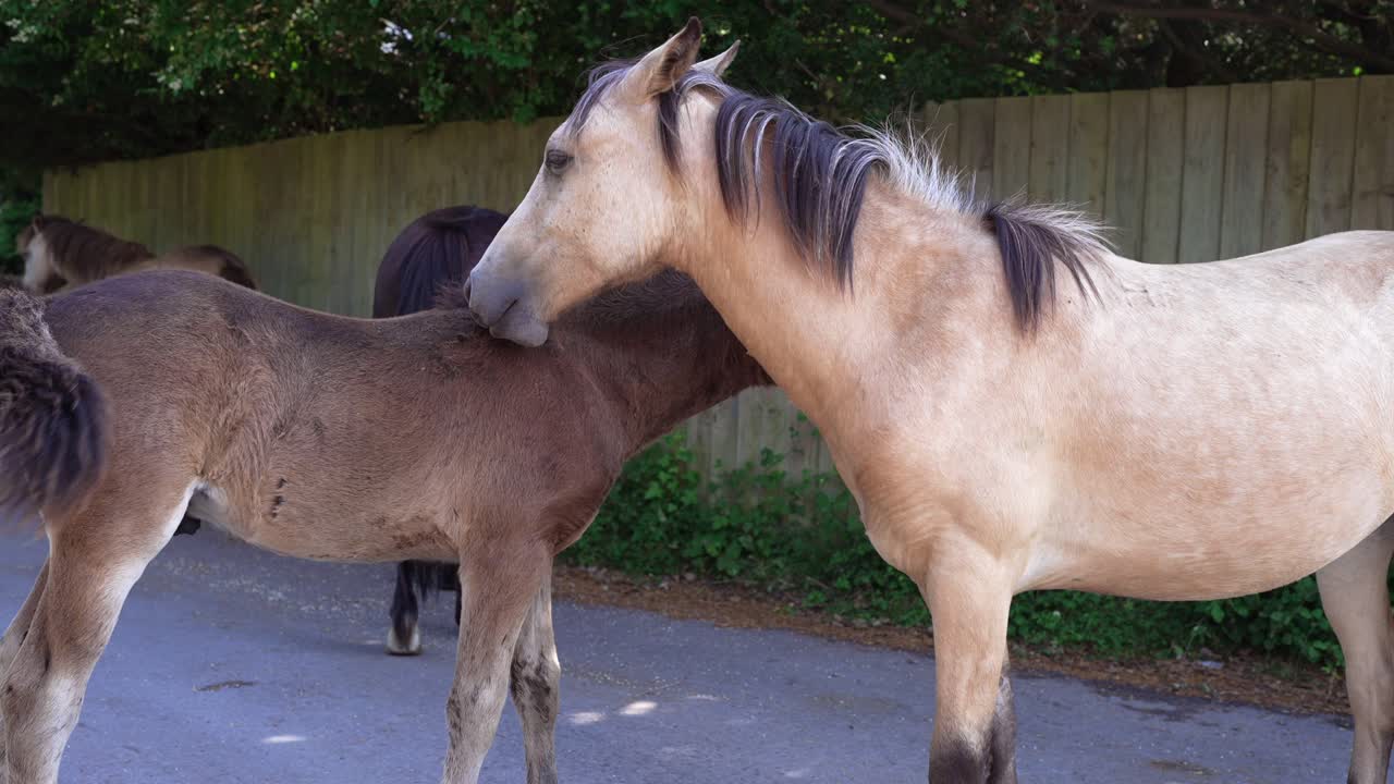 ⁇  마리는 어린 초콜릿 갈색 송아지의 코트를 청소하고 청소합니다.