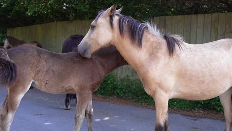 White-mare-preens-and-cleans-young-chocolate-brown-foals-coat