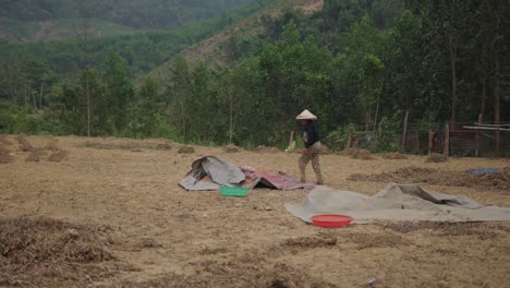 woman harvesting rice in rural vietnam
