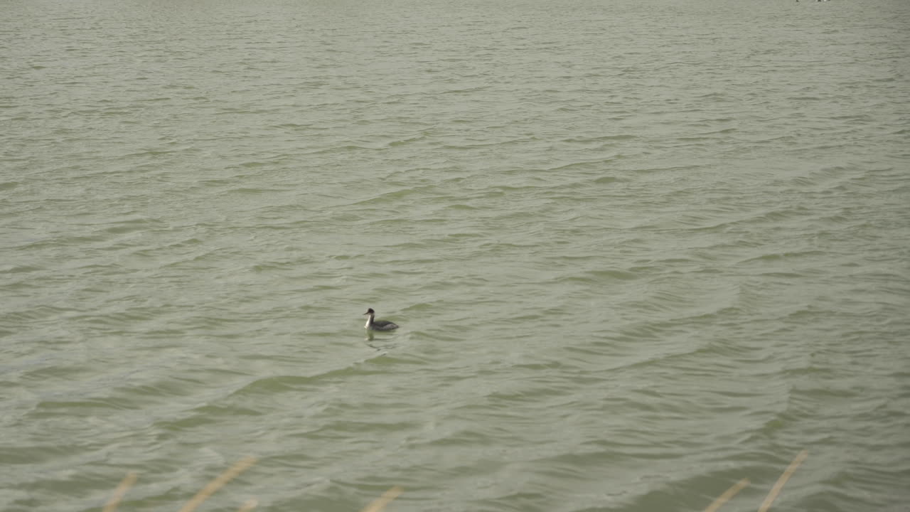 먹이를 찾아 호수로 잠수하는 작은 새