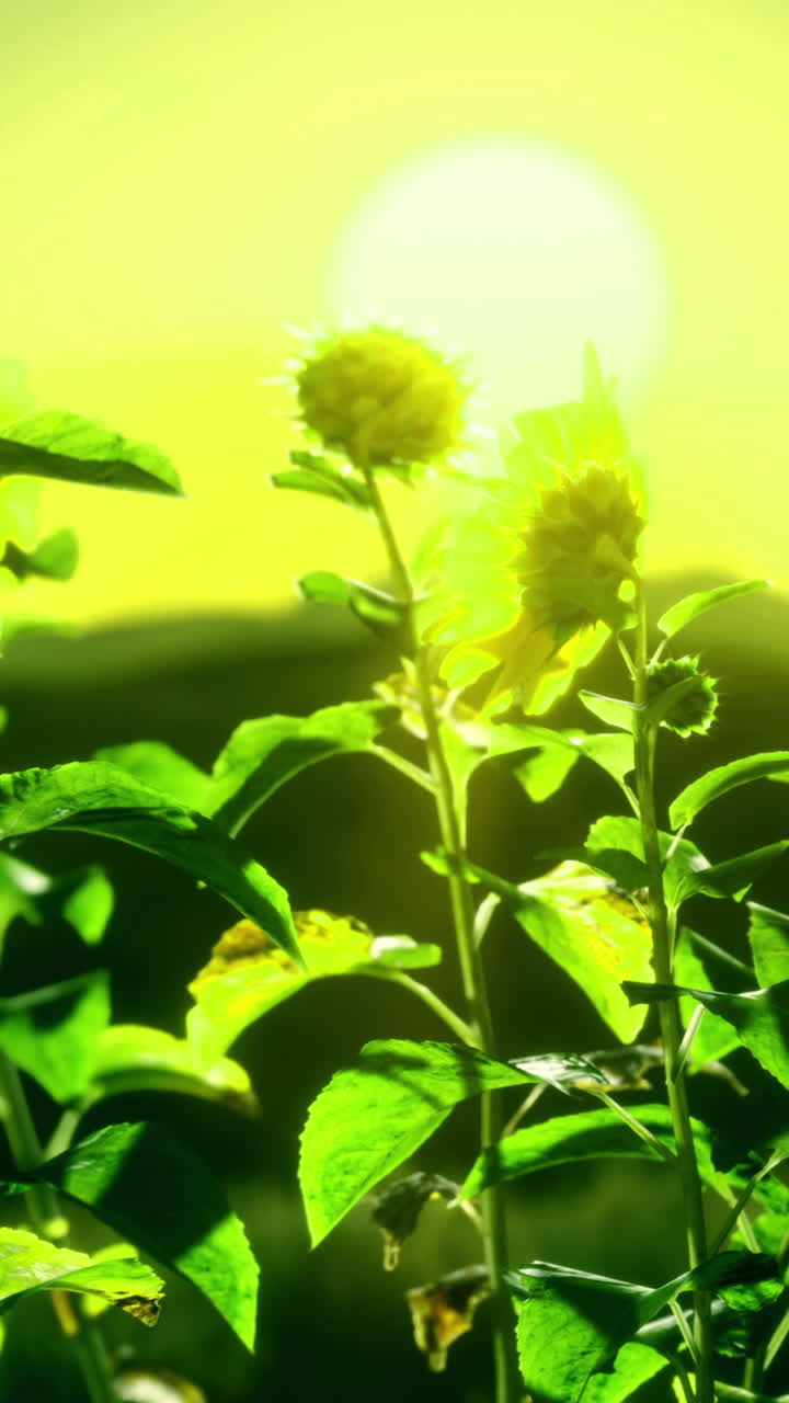 Sunflowers bloom under the vibrant sun in a lush green landscape