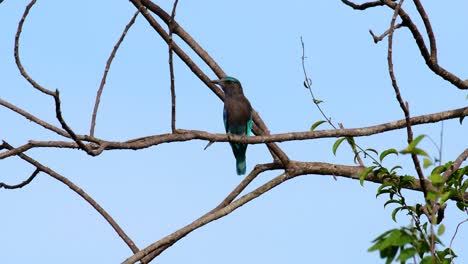 el rodillo indio es común en tailandia, se ve fácilmente cuando se viaja a la provincia y a los parques nacionales