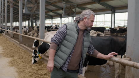male dairy farm worker checking herd