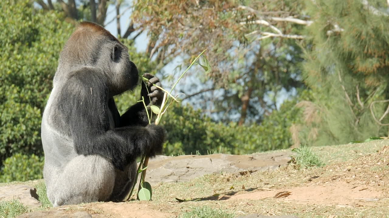 Grande gorilla maschio dal dorso argentato che mangia della vegetazione, AL RALLENTATORE.