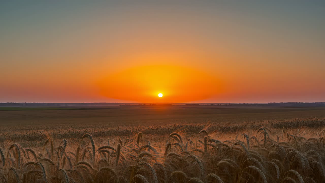밀 위의 황금빛 해가 지는 모습
