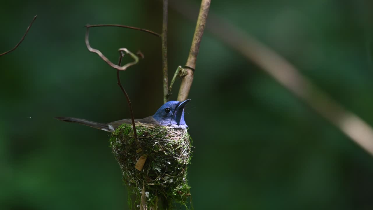 papamoscas azul de nuca negra, hypothymis azurea, tailandia