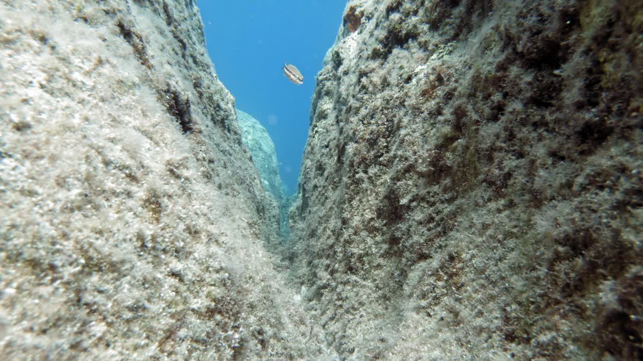 peces de napoleón ornamentados y más limpios nadando entre la formación rocosa dividida bajo la playa salada de paralia emplisi de kefalonia, grecia- filmación submarina