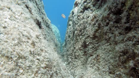 Peces-De-Napoleón-Ornamentados-Y-Más-Limpios-Nadando-Entre-La-Formación-Rocosa-Dividida-Bajo-La-Playa-Salada-De-Paralia-Emplisi-De-Kefalonia,-Grecia--Filmación-Submarina