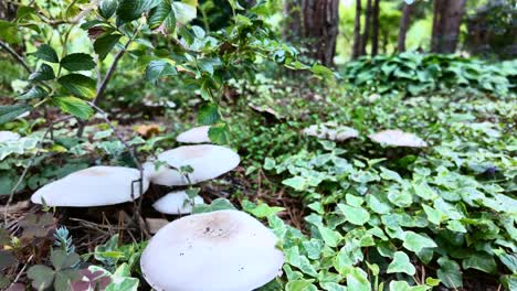 coniferous forest with mushrooms agaricus. after rain