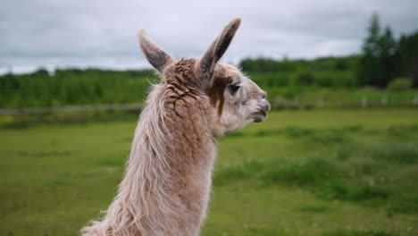 llama turns from looking out at a field toward the camera while chewing