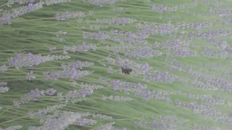 una abeja en una flor de lavanda en un campo