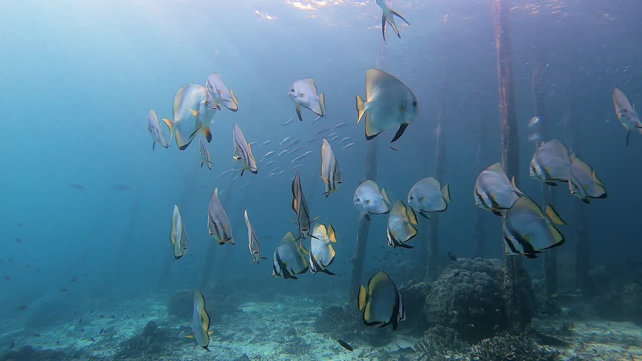 Batfish (spadefish) gather in front of a jetty with sunbeams shining through the water.