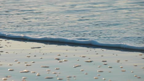 macro shot of myrtle beach during sunrise with waves and bubbles