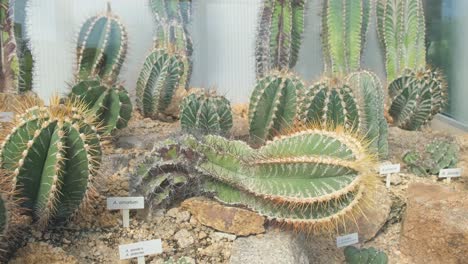 many different cacti in the botanical garden exhibition cacti many different cacti in the botanical garden exhibition cacti