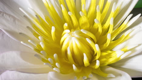 water lily petals briskly blooming revealing delicate white yellow floral centre