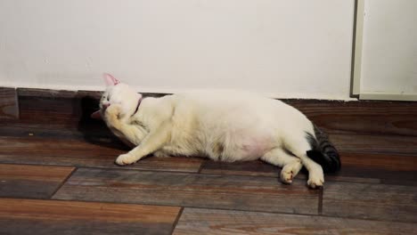 chubby adult female whitish cat licking and looking up and yawning