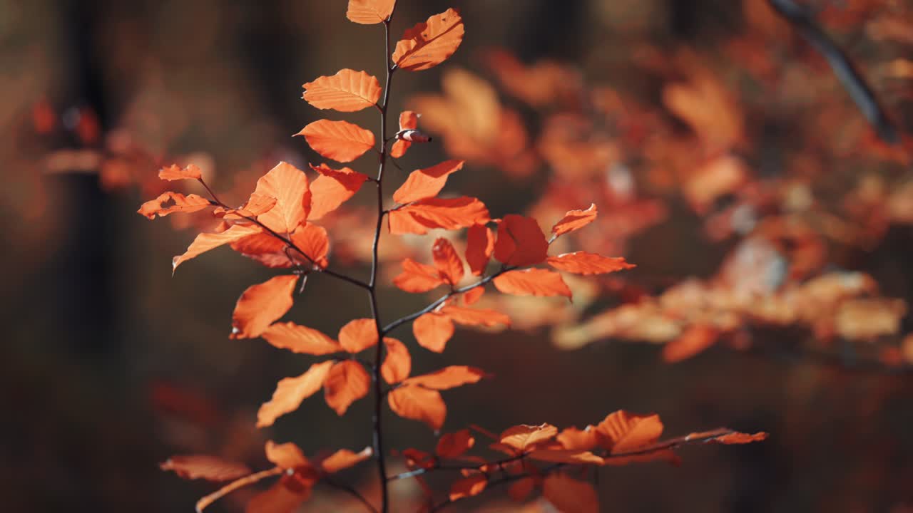 A close-up of the colorful leaves on a delicate branch backlit by the autumn sun