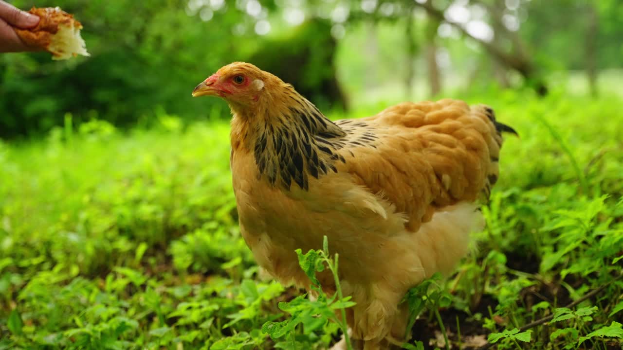 Buff Brahma chicken stands still on grassy terrain with sunlight and surrounding plants
