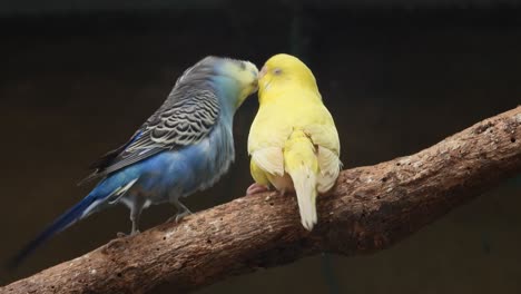 Gelber-Papagei,-Der-Blauen-Papagei-Küsst