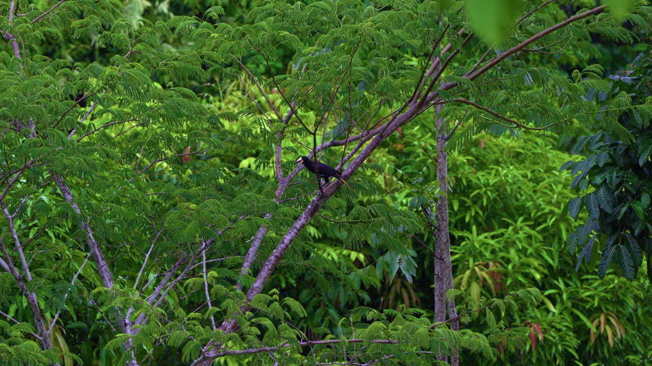 slow motion shot of a Crested Oropendola perched cleaning itself in a tree