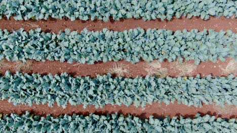 Aerial-top-down-truck-shot-of-rows-of-healthy-organic-leaves-of-broccoli-and-cauliflower-growing-in-garden,-rich-dark-soil