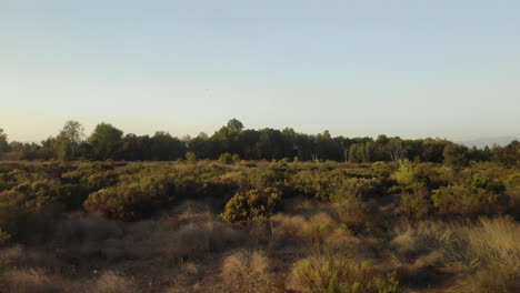 aerial fly over of dry desert land and plants