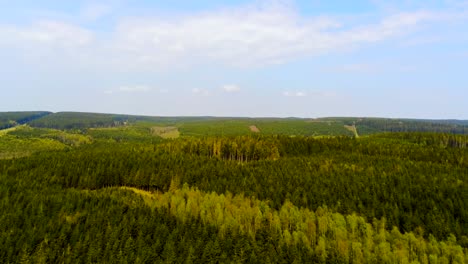 Dry-coniferous-trees-during-hot-summer-In-Hautes-Fagnes,-Belgium