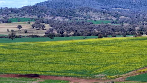 aerial camera smoothly pans across vibrant yellow farmland bordered by green fields and rolling hills under soft daylight, capturing rural australian landscape