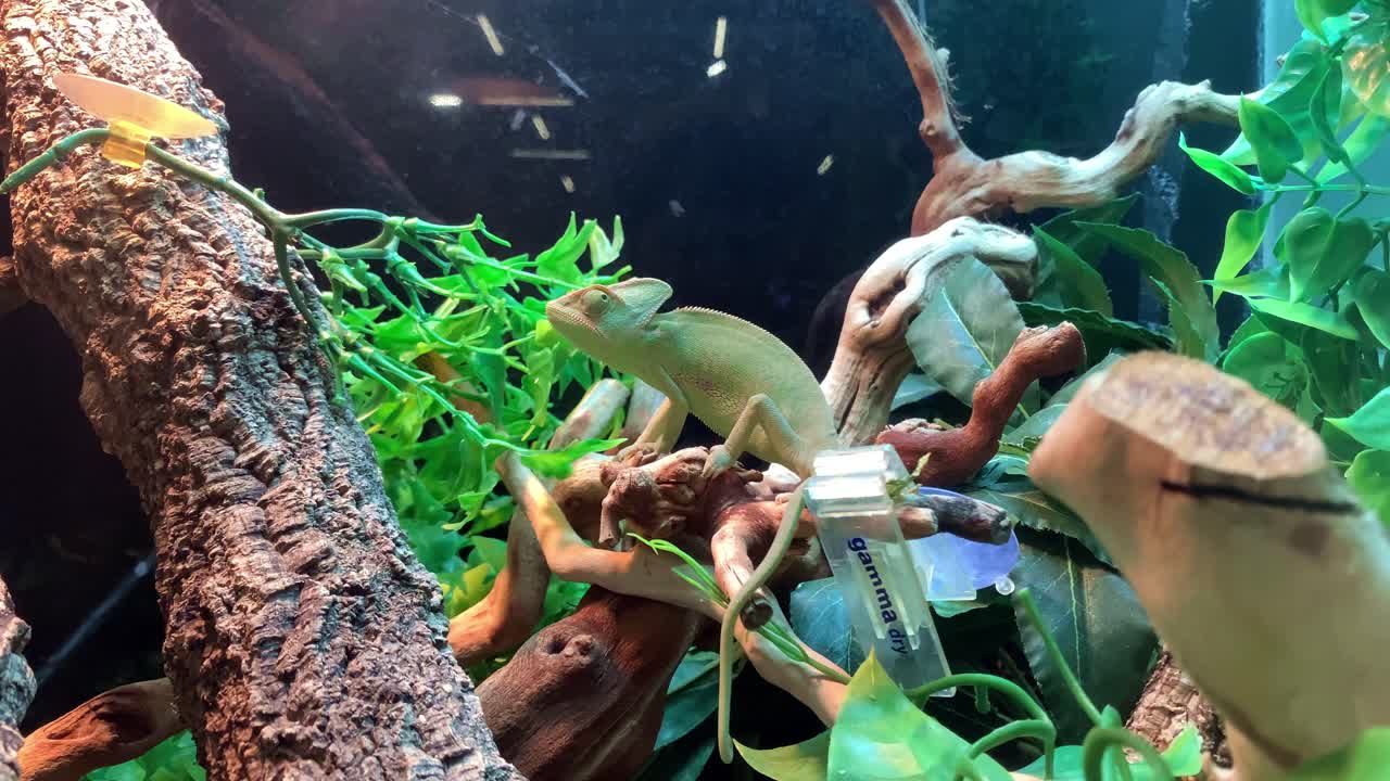 Chameleon reptile sitting on tree branch in pet shop reptilian terrarium display