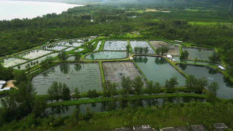 circling over large aqua prawn farm just next to the sea at khao lak