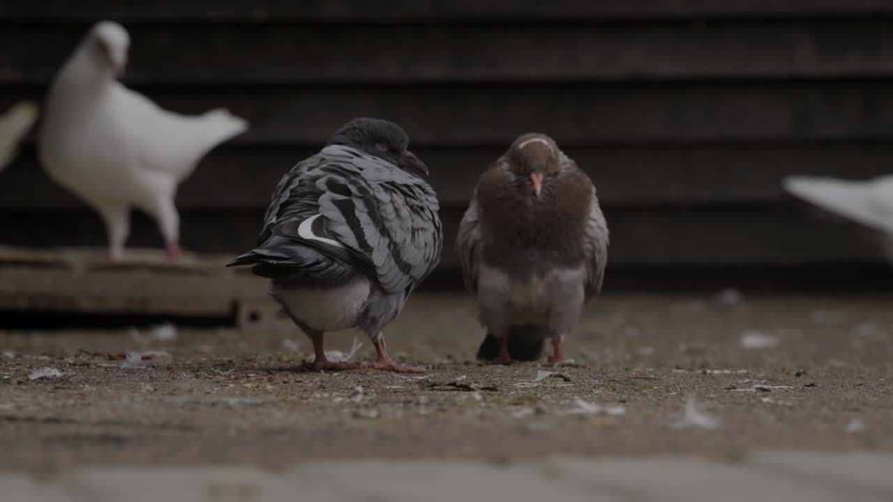 An Interaction Between Two Pigeons