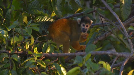 on sunny morning black-capped squirrel monkey eating fruits sitting in branches, snacking and exploring treetop in peru’s amazon jungle.